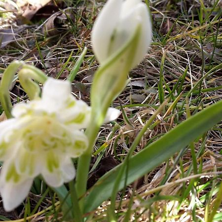 Villa Charlotte Bad Liebenstein Dış mekan fotoğraf